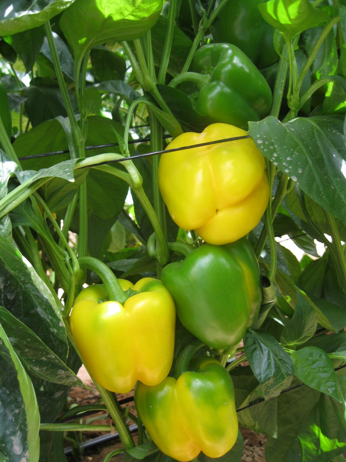 Ruisenor Ruisenor