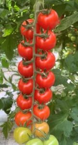 tomatoe allcherryto
