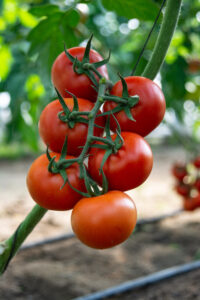tomatoe top 2519