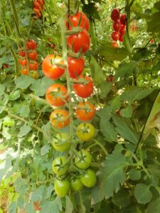 tomatoe parisi