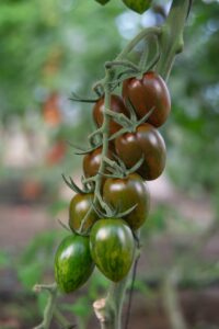 tomatoe zohar