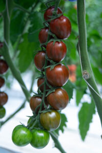 tomatoe lotz