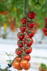 tomatoe caprice