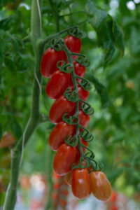 tomatoe rhon