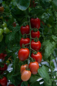 tomatoe degustibus