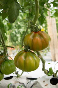 tomatoe zeta