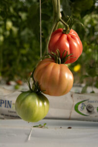 tomatoe rosacambra