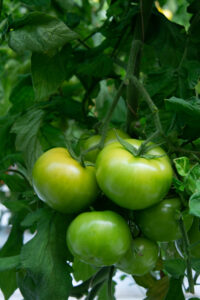 tomatoe berenguel