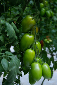tomatoe mr green