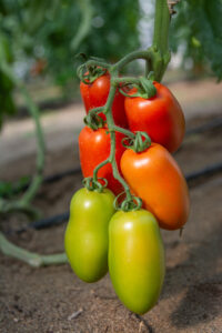 tomatoe enea