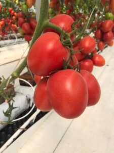 tomatoe top 2609