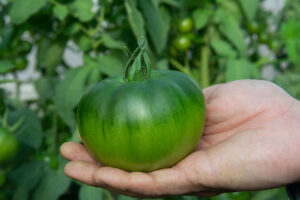 tomatoe salmeron