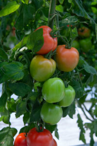 tomatoe top 2321