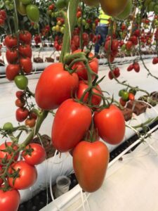tomatoe top 2607
