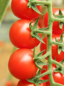 tomatoe eletta