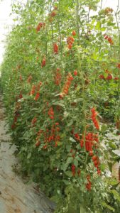 tomatoe rhon