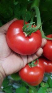 tomatoe 2527