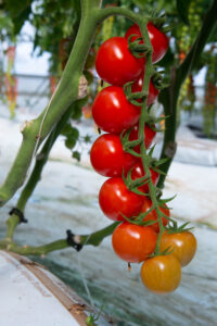 tomatoe sbirulion