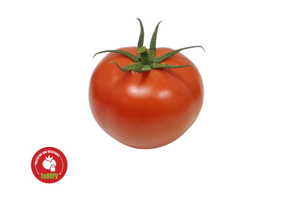 Tomatoes - Top Seeds International