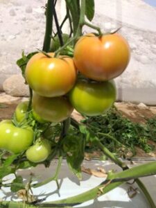 red tomatoes topseed