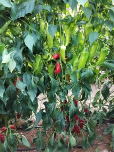 pepper 701